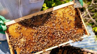 Marriott calls for conservation of bees