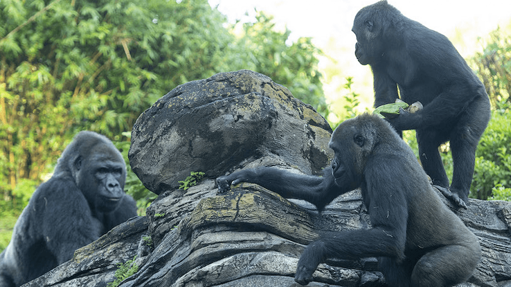 Disney&apos;s Animal Kingdom reveals the name of the new member of its Gorilla family