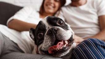 NH Hotel Group strengthens pet friendly program