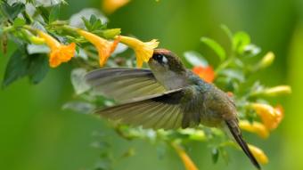 Colombia is once again number one in global bird watching event