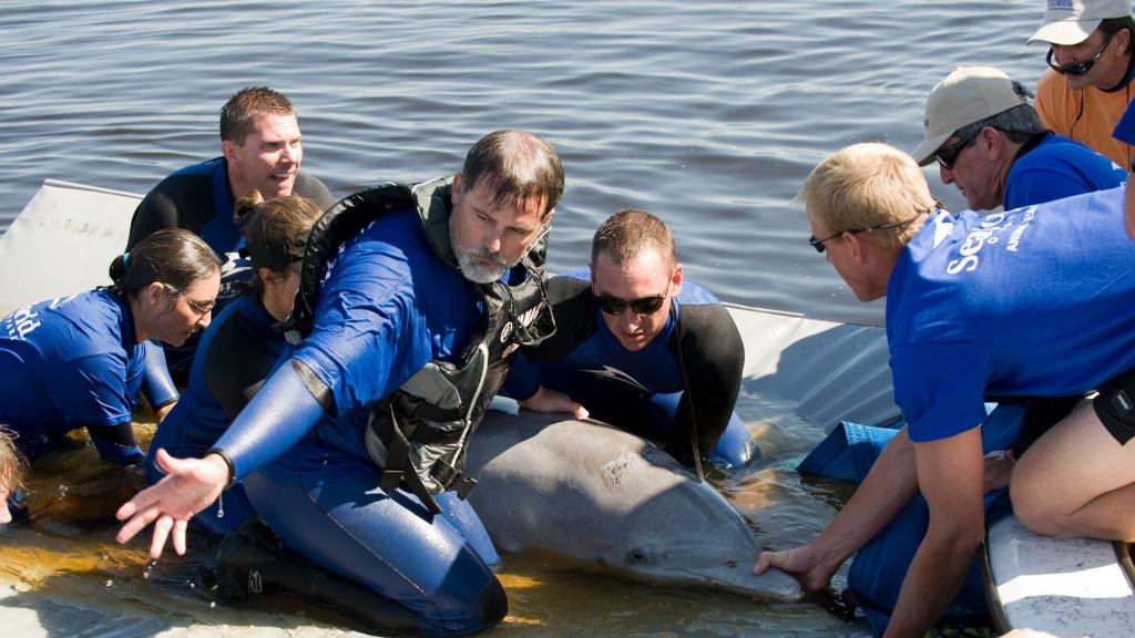 SeaWorld Celebrates Dolphin Month