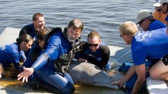 SeaWorld Celebrates Dolphin Month