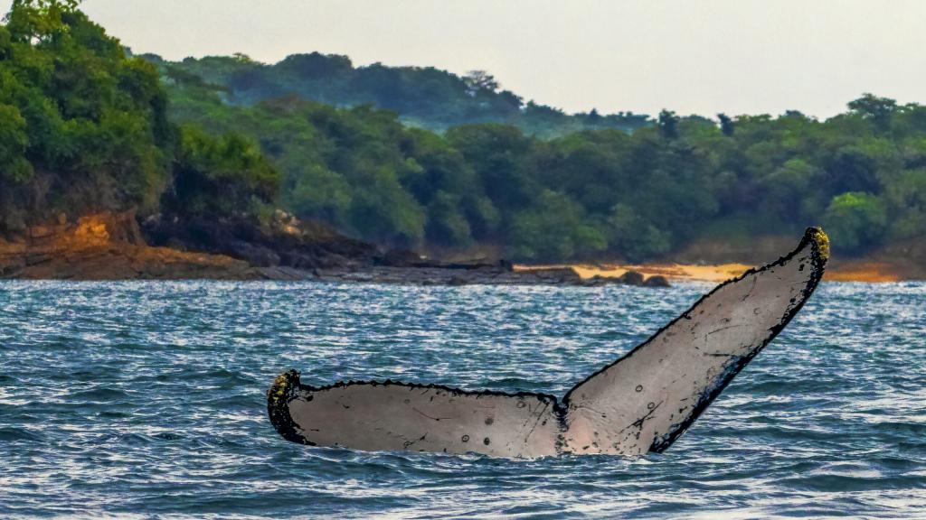 Panama: Summer seas and wonderful wildlife