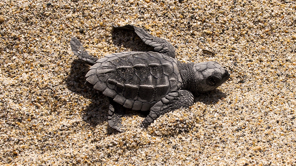 Puerto Vallarta begins its most emotional season with the release of turtles