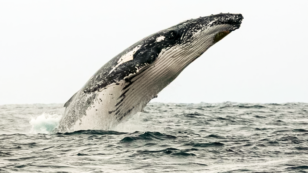 The humpback whale watching season began in Ecuador