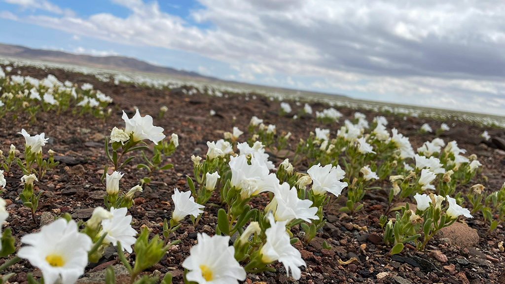 Chile inaugurates the Desierto Florido season in Atacama
