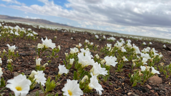 Chile inaugurates the Desierto Florido season in Atacama
